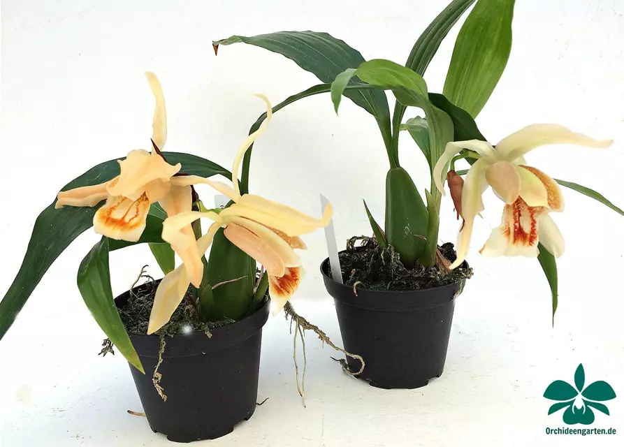 Coelogyne Orchideengarten Sabine