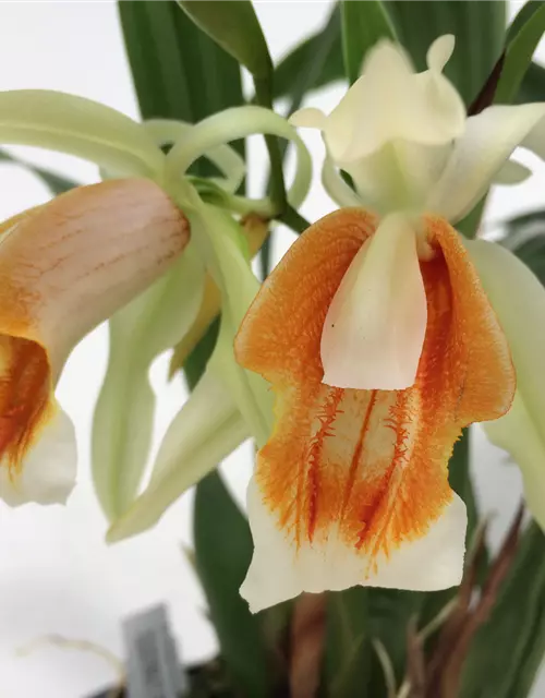 Coelogyne Orchideengarten Sabine