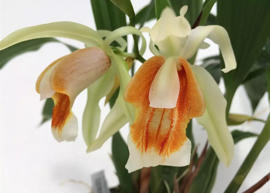 Coelogyne Orchideengarten Sabine