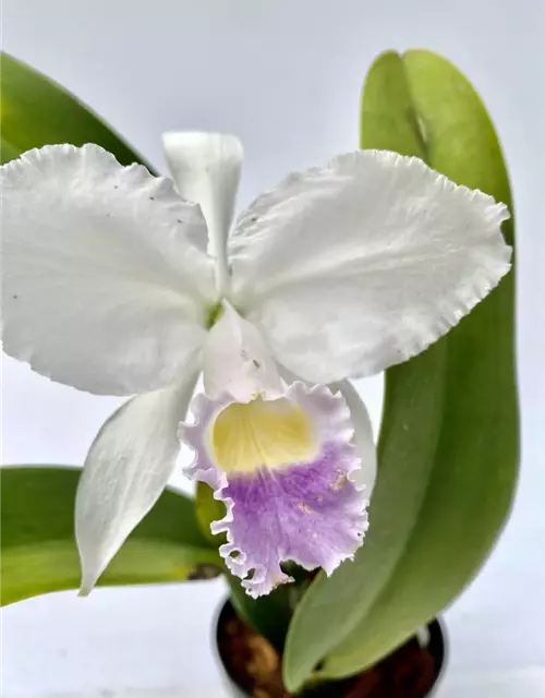 Cattleya trianae coerulea 