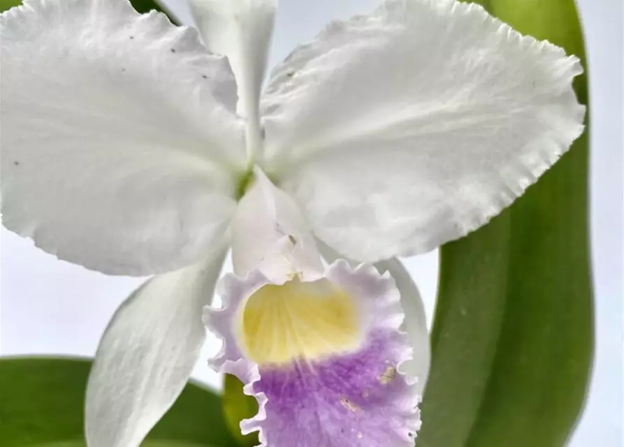 Cattleya trianae coerulea 