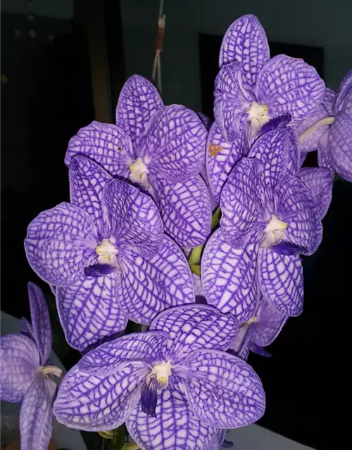 Vanda Chulee classic 05