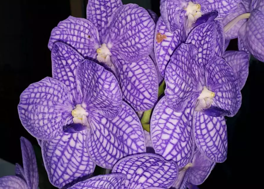 Vanda Chulee classic 05