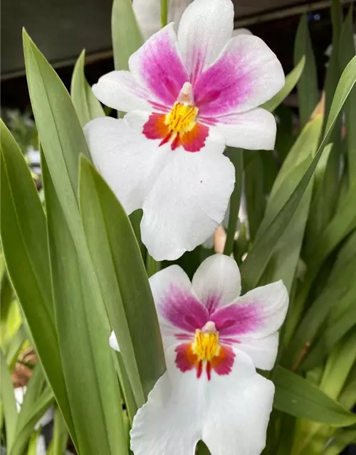 Miltoniopsis Hybride im Farbmix 