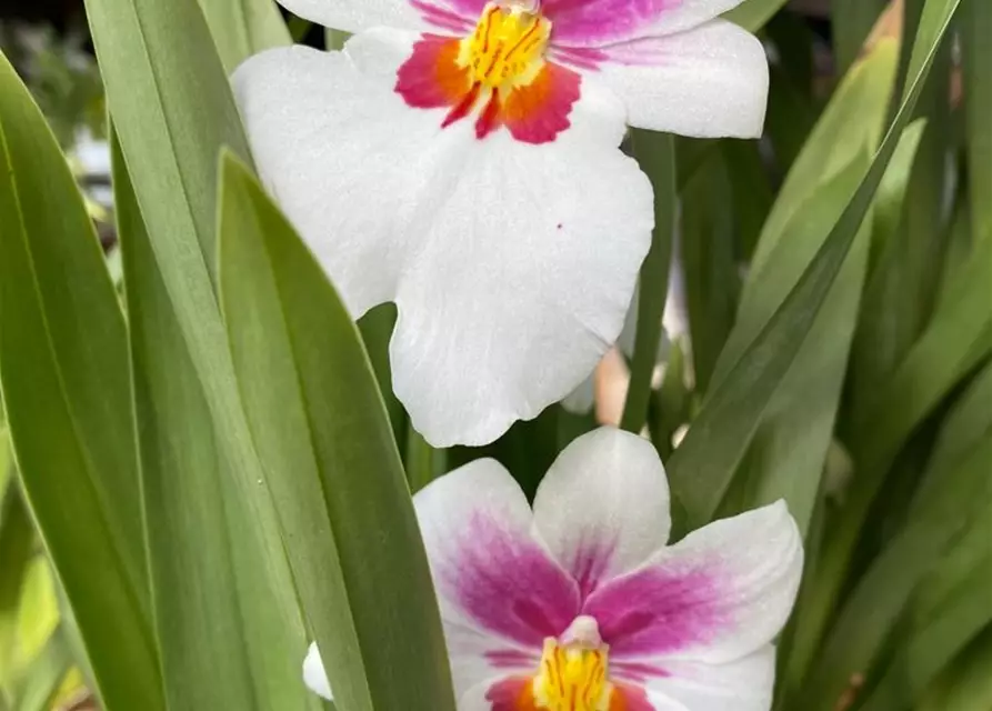 Miltoniopsis Hybride im Farbmix 