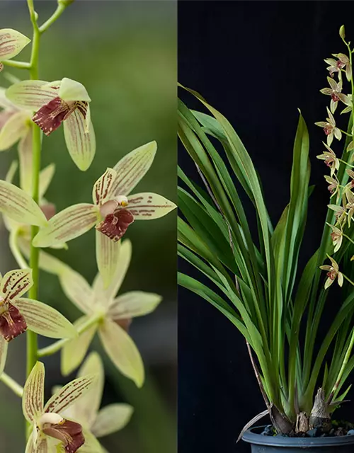 Grammatocymbidium Lovely Melody ‚Lipstick‘