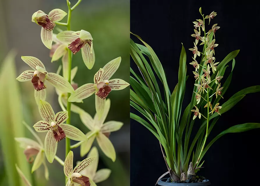 Grammatocymbidium Lovely Melody ‚Lipstick‘