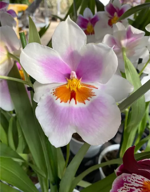 Miltoniopsis Hybride im Farbmix 