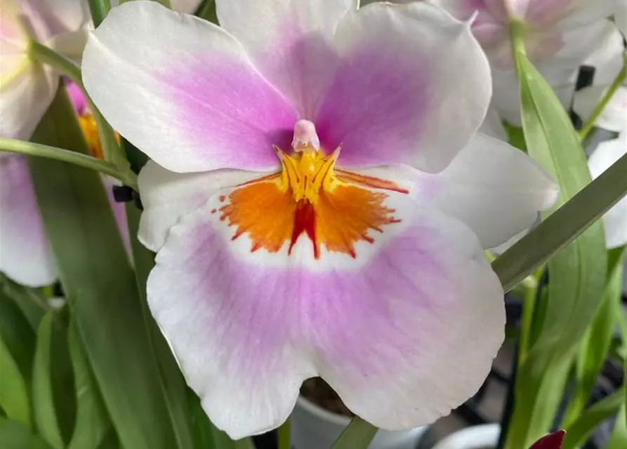 Miltoniopsis Hybride im Farbmix 