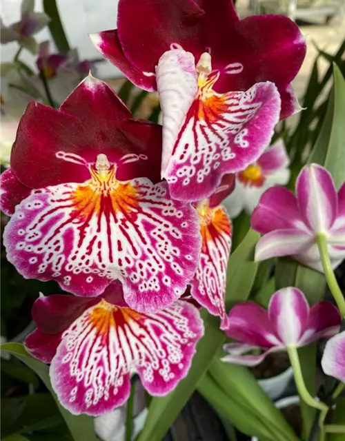 Miltoniopsis Hybride im Farbmix 