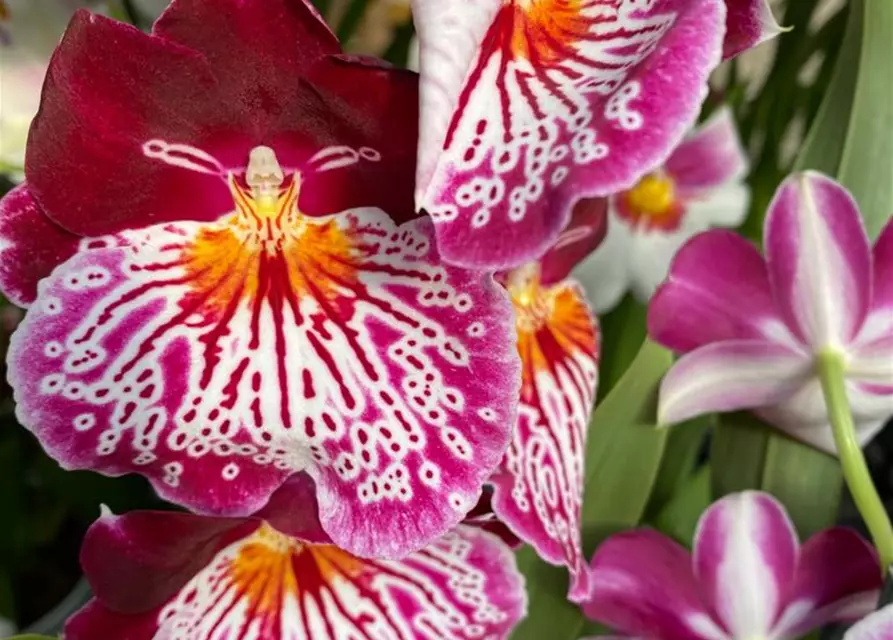 Miltoniopsis Hybride im Farbmix 