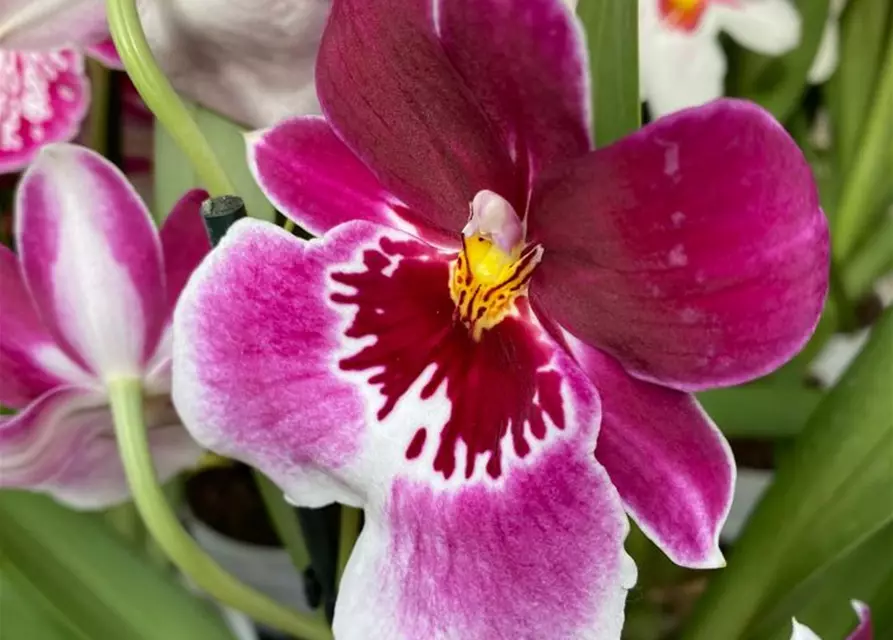 Miltoniopsis Hybride im Farbmix 