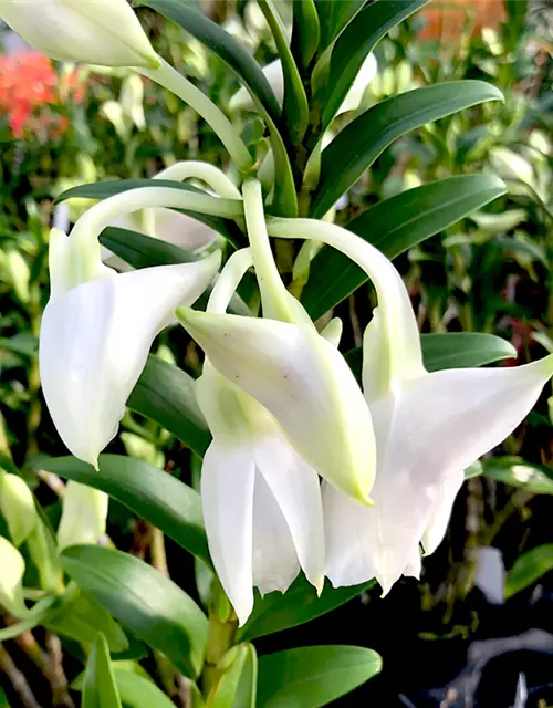 Dendrobium sanderae x Silver Bells