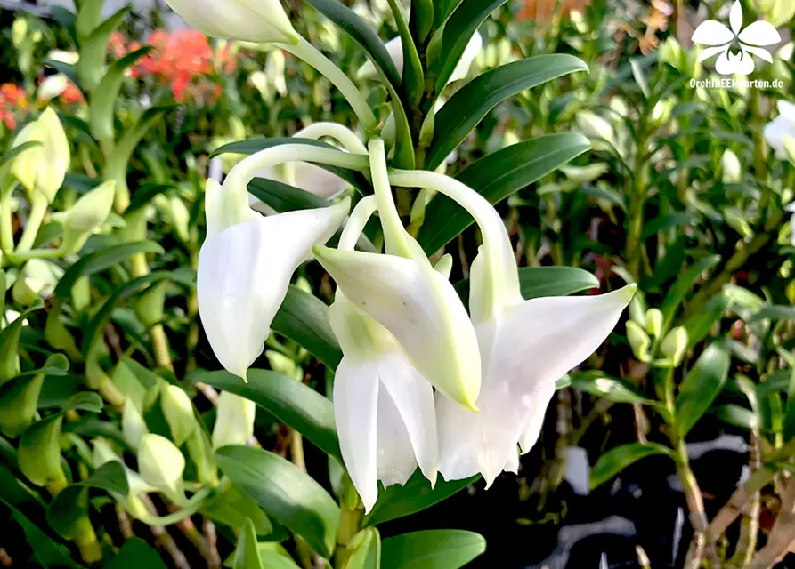 Dendrobium sanderae x Silver Bells