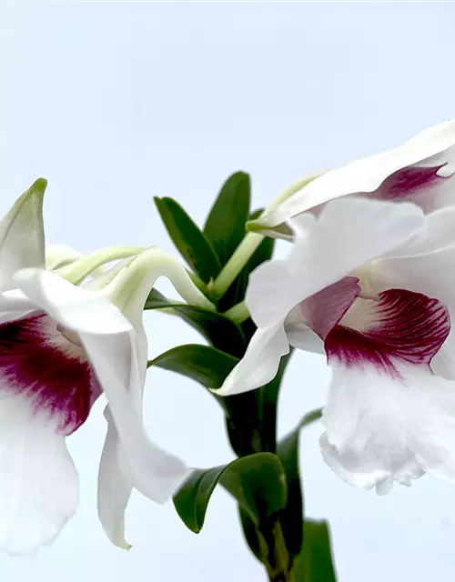 Dendrobium sanderae x Silver Bells