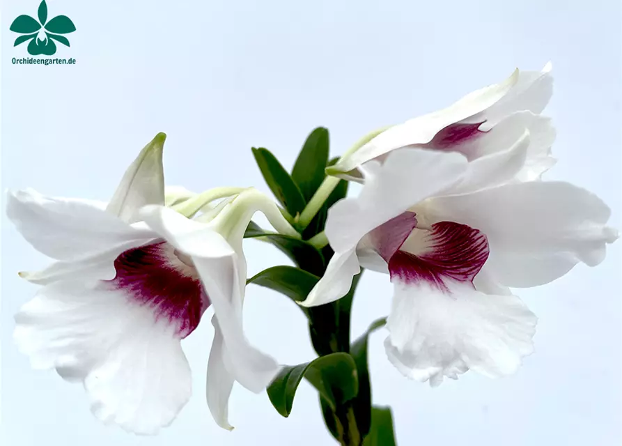 Dendrobium sanderae x Silver Bells