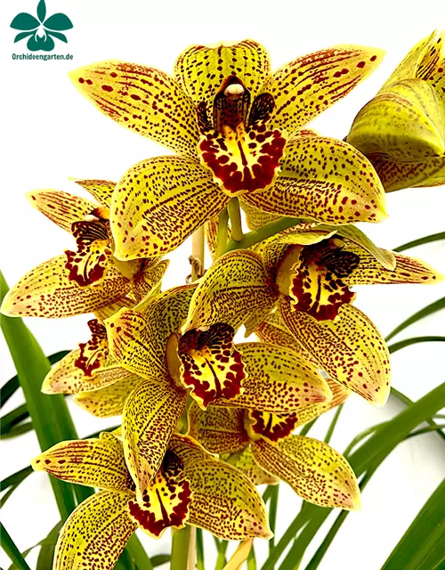 Cymbidium Disney Girl