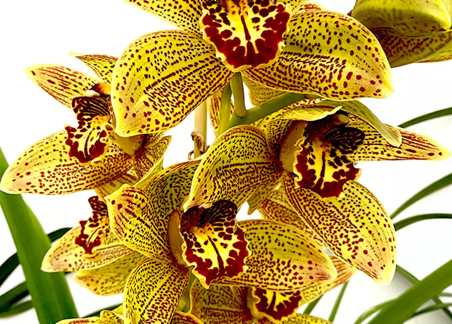 Cymbidium Disney Girl