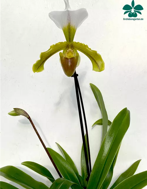 Paphiopedilum leeanum