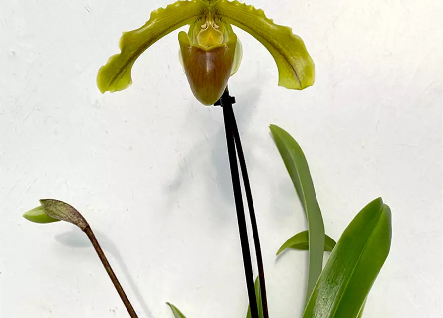 Paphiopedilum leeanum