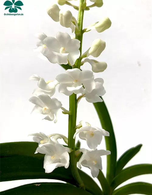 Vanda coelestis Hybride in weiß