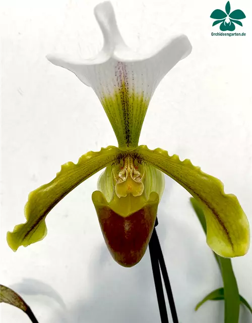 Paphiopedilum leeanum