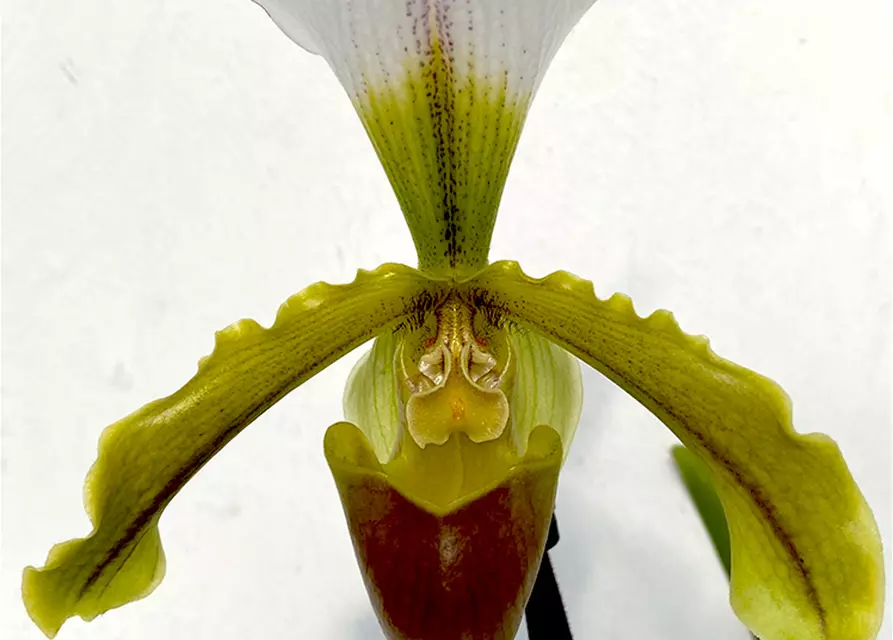 Paphiopedilum leeanum