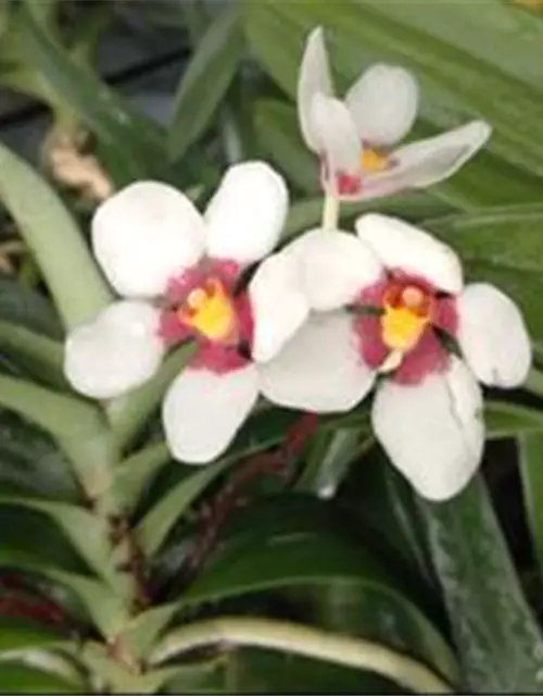 Sarcochilus hartmannii