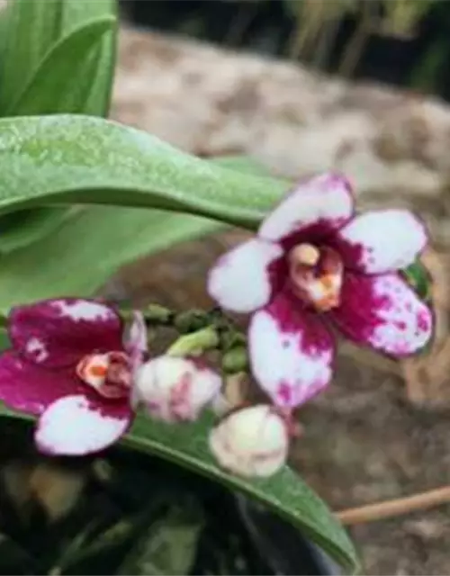 Sarcochilus hartmannii