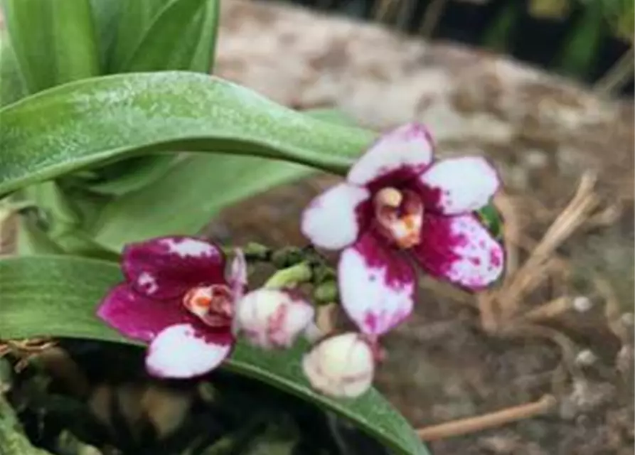 Sarcochilus hartmannii