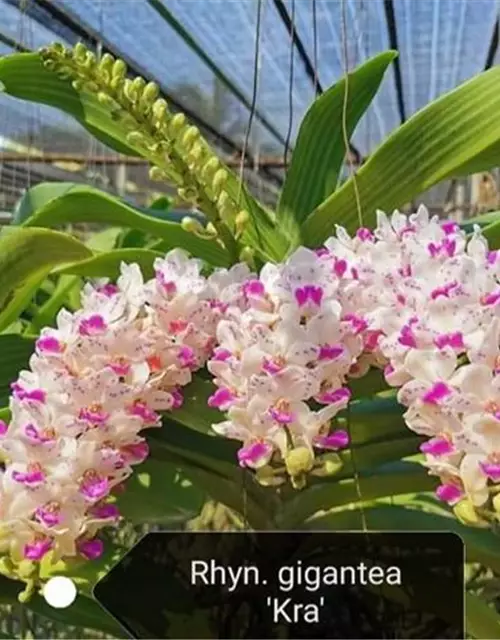 Rhynchostylis White with dark pink splashy