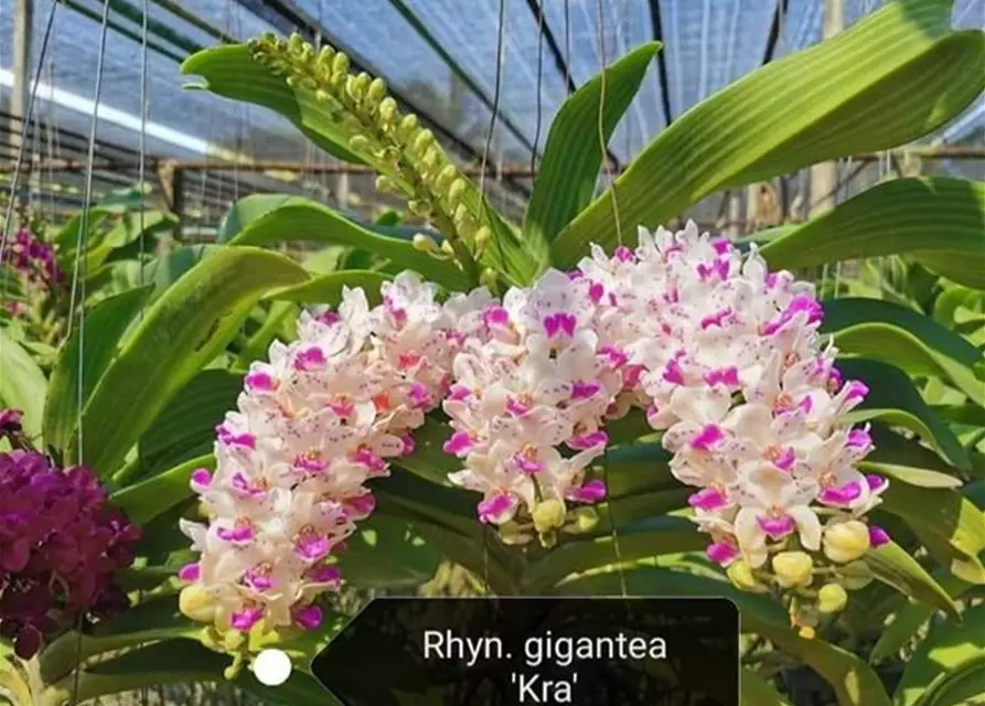 Rhynchostylis White with dark pink splashy