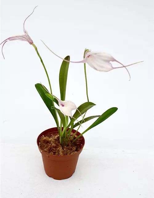 Masdevallia measuresiana