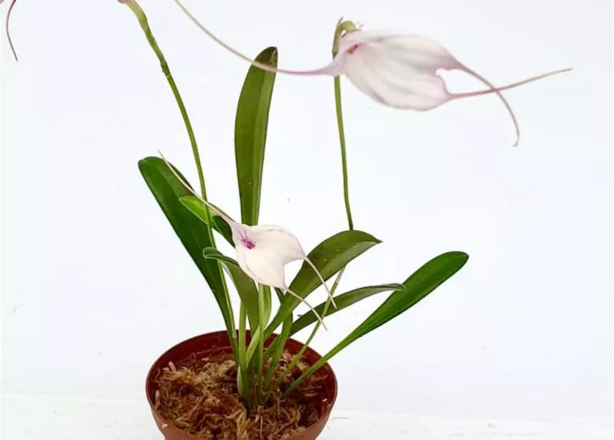 Masdevallia measuresiana