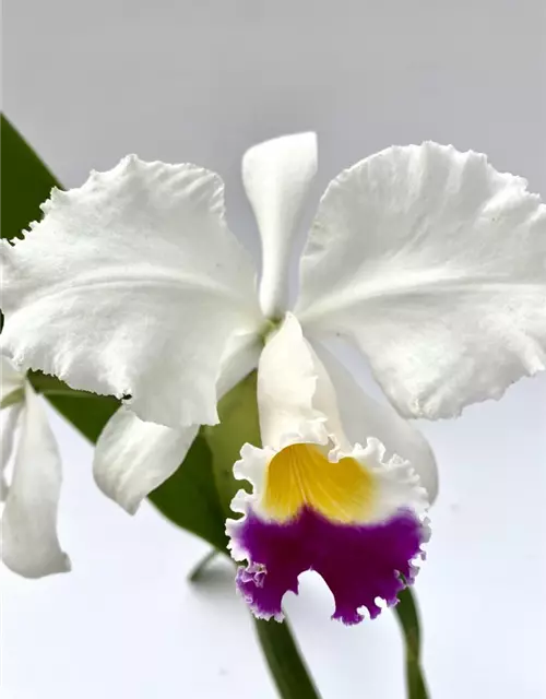 Cattleya trianae semialba 