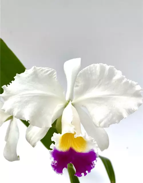 Cattleya trianae semialba 