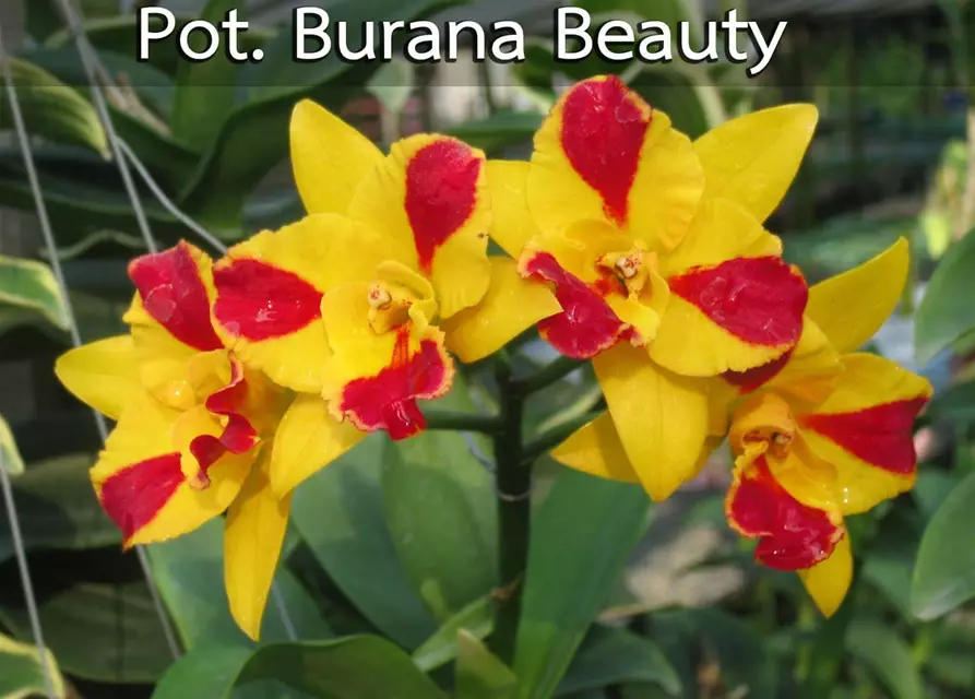 Pot. Burana Beauty