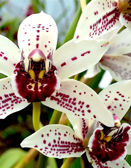 Cymbidium Rancho Dos Pueblos