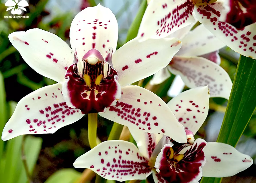 Cymbidium Rancho Dos Pueblos