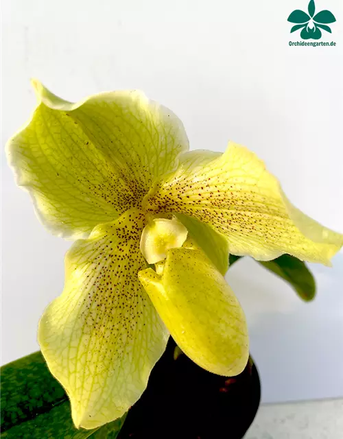 Paphiopedilum malipoense Hybride