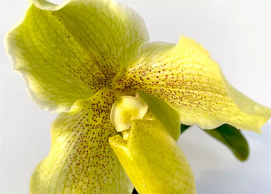 Paphiopedilum malipoense Hybride