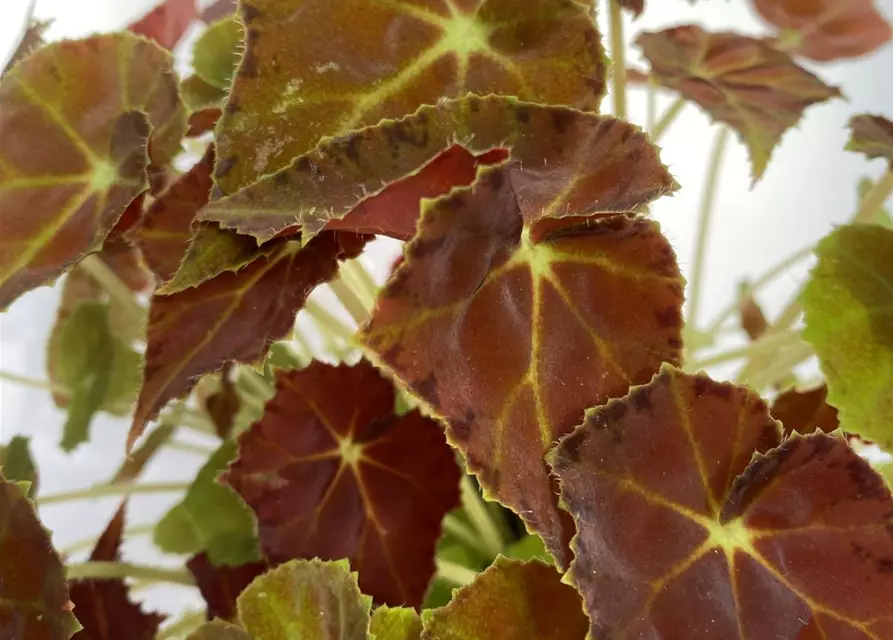 Begonia grün/ dunkel rotes Blatt 