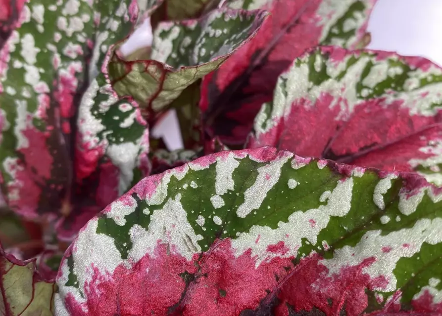 Begonia grün/ dunkel rotes Blatt 