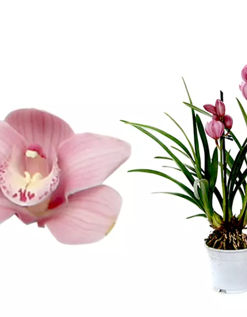 Cymbidium Simono