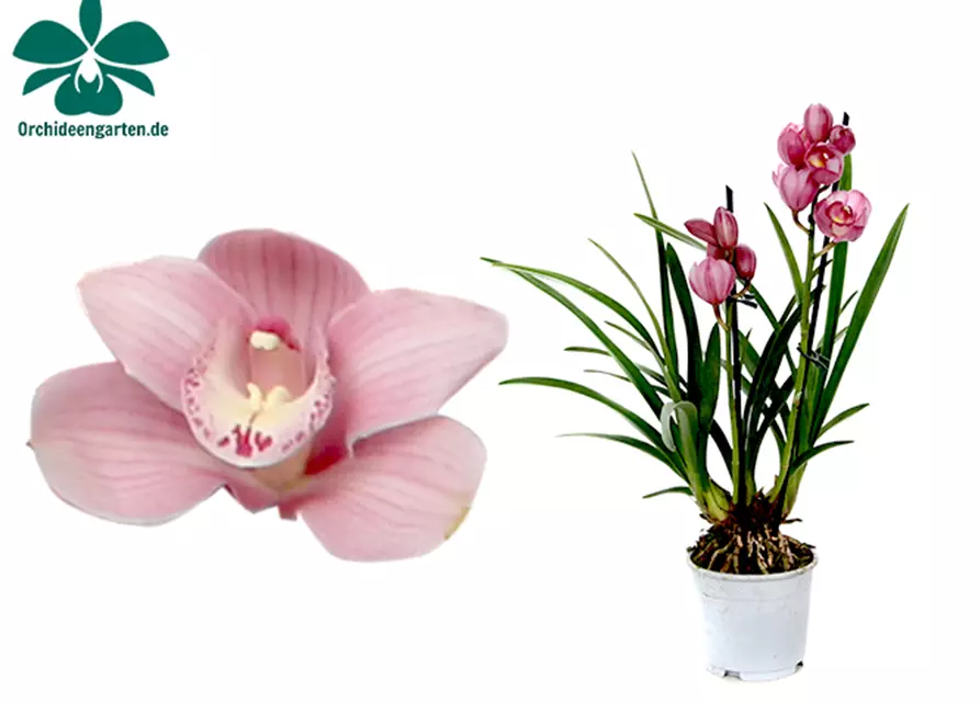 Cymbidium Simono