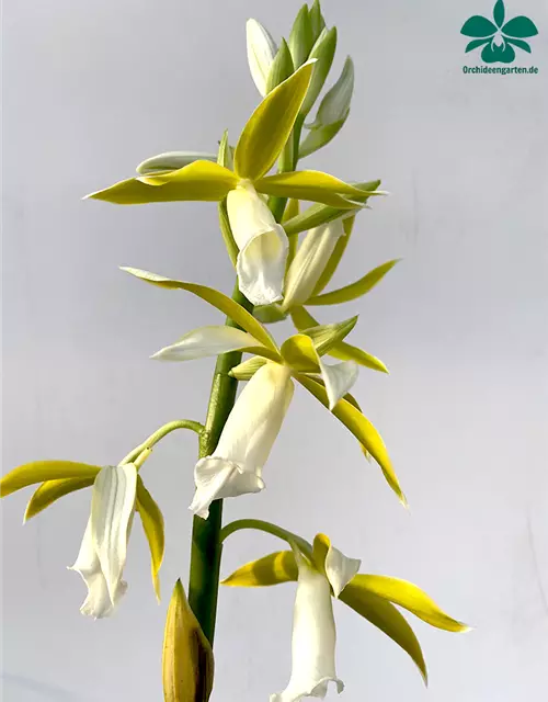 Phaius tankervillae alba