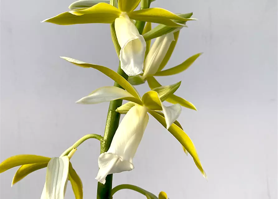 Phaius tankervillae alba