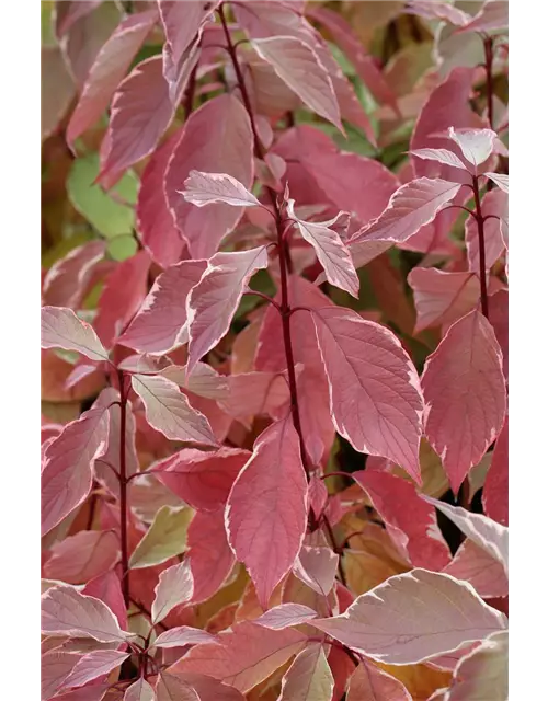 Hartriegel 'Elegantissima'