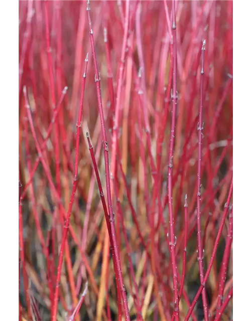 Hartriegel 'Elegantissima'