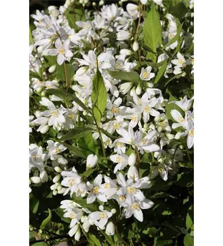 Deutzia rosea 'Yuki Snowflake'®